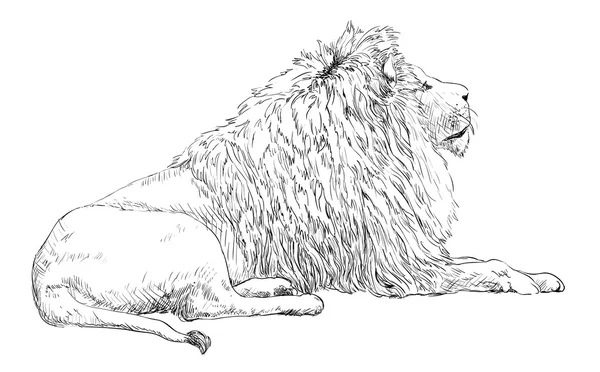 Engraved lion illustration — Stock Vector
