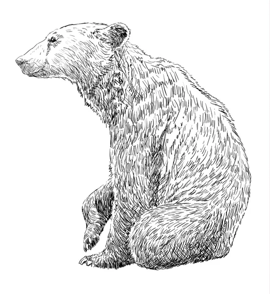 Hand Drawing Bear — Stock Vector