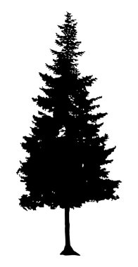 çam ağacı silueti