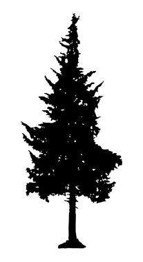 çam ağacı silueti