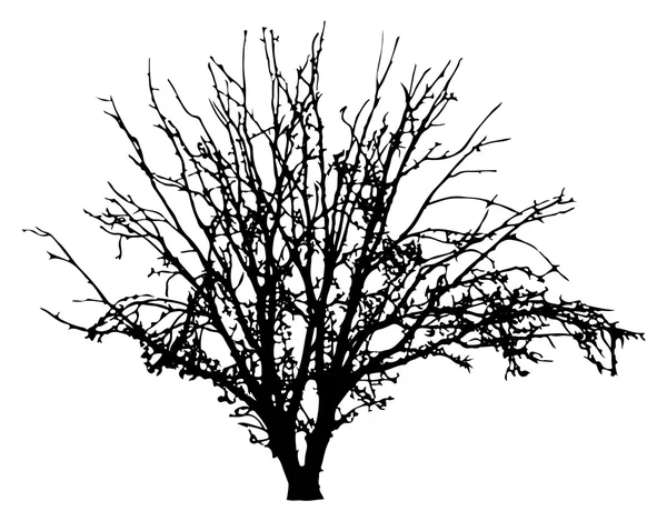 Silueta de árbol. Ilustración vectorial — Vector de stock