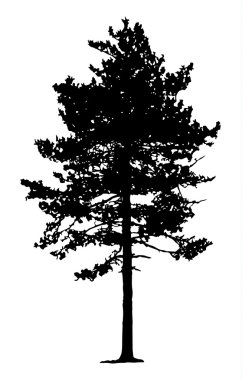 çam ağacı silueti