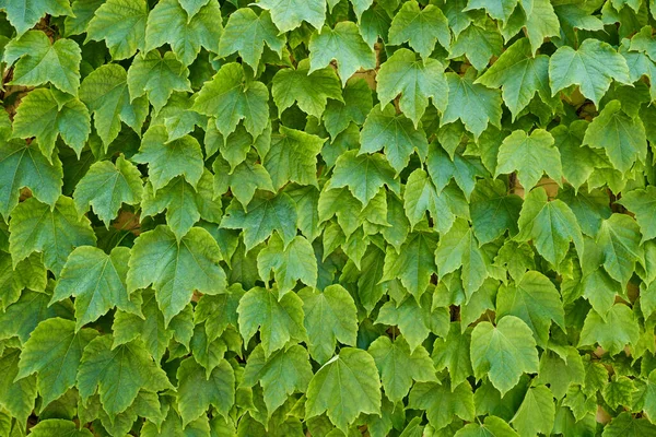 Ivy bladeren aan de muur. Groene achtergrond en texturen — Stockfoto