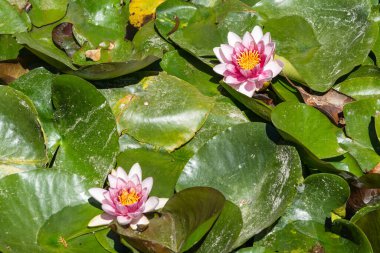 Granada 'daki Alhambra' daki Generalife bahçelerinde nilüferler.