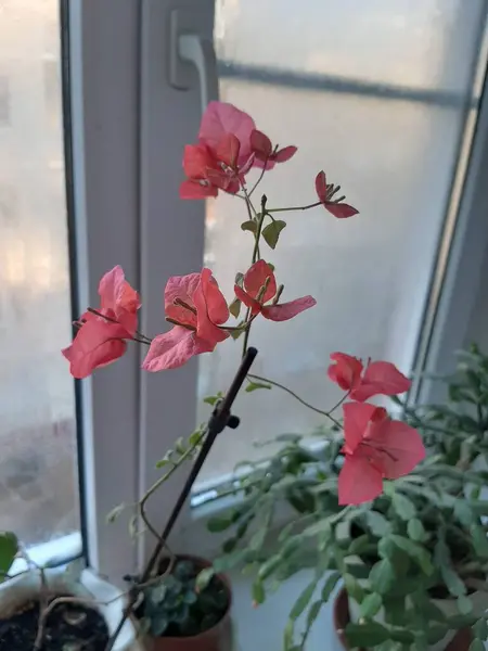 Внутренний Цветок Bougainvillea Подоконнике Квартире — стоковое фото