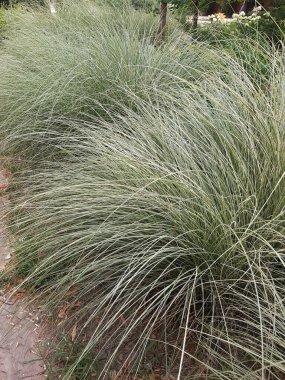 Peyzaj tasarımında yüksek dekoratif çimenler