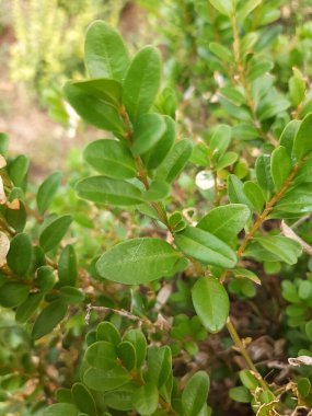 Küçük yeşil yapraklı bir dal