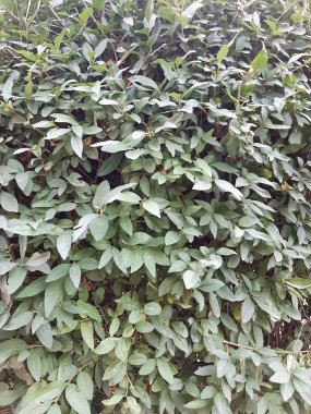 Çalının yapraklarının fotoğrafı.