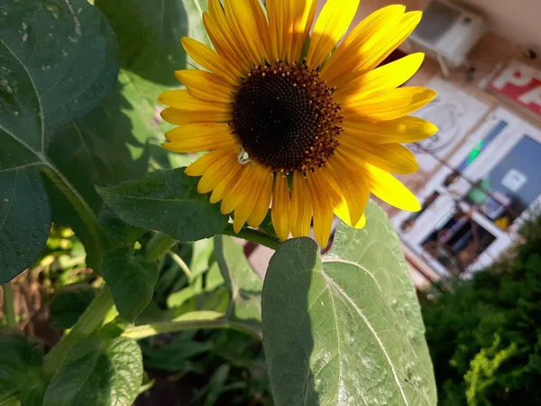 Çiçek Tarhında Yetişen Sarı Ayçiçeği — Stok fotoğraf