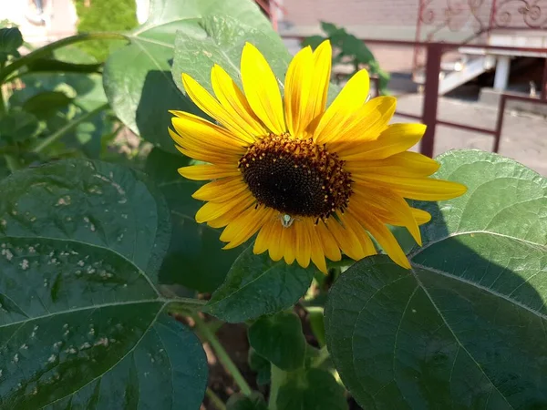 Gelbe Sonnenblume Wächst Einem Blumenbeet — Stockfoto