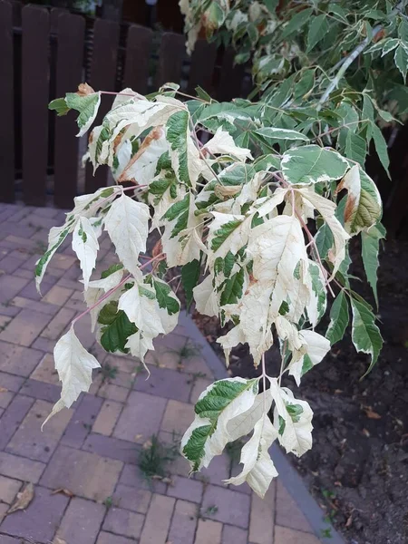 Lack of pigment on the leaves of the plant