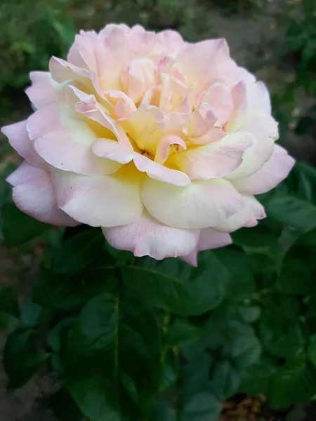 Rosen Aus Der Rosenallee — Stockfoto