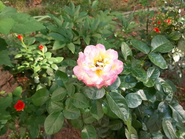 Розы Аллеи Роз — стоковое фото