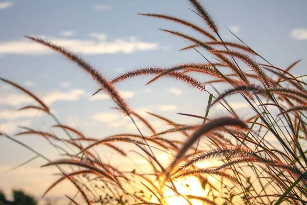 夕日のリード草の花 — ストック写真