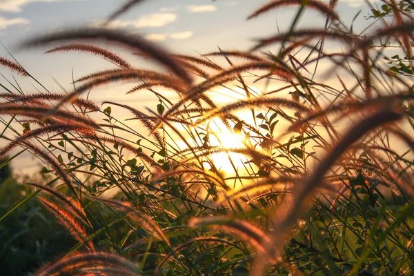 Reed Erba Fiore Tramonto — Foto Stock