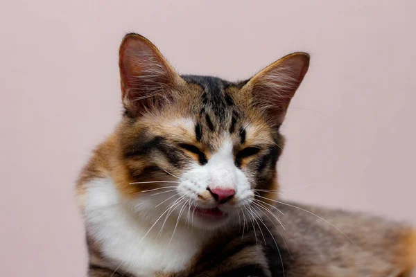 Katten Sitter Bekvämt Ledig Dag — Stockfoto