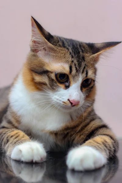 Cat Sits Comfortably Casual Day — Stock Photo, Image