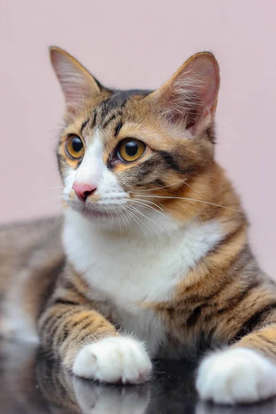 Cat Sits Comfortably Casual Day — Stock Photo, Image