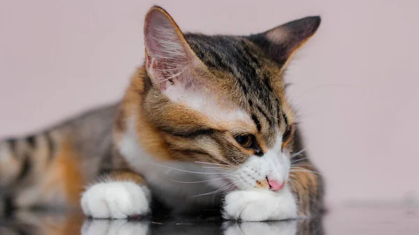 Kucing Itu Duduk Dengan Nyaman Hari Yang Santai — Stok Foto