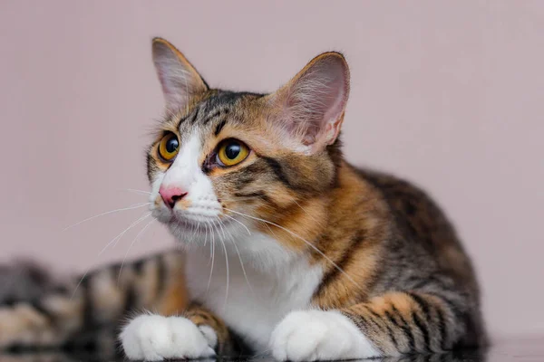 Katten Sitter Bekvämt Ledig Dag — Stockfoto