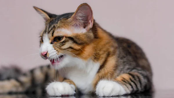 Katten Sitter Bekvämt Ledig Dag — Stockfoto