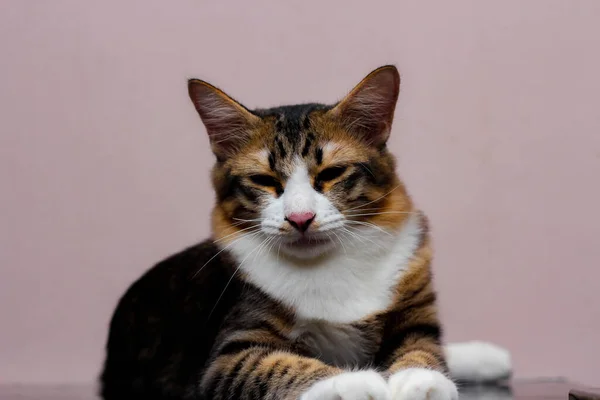 Kot Siedzi Wygodnie Swobodny Dzień — Zdjęcie stockowe