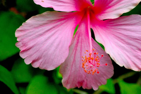 Flores Hibisco Rosado Con Estambres Naranja Brillante Bosque Tropical Tailandia —  Fotos de Stock