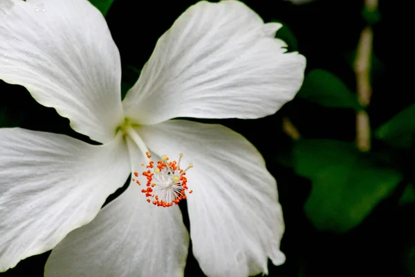 Белые Цветы Гибискуса Ярко Оранжевыми Тычинками Тропическом Лесу Таиланде — стоковое фото