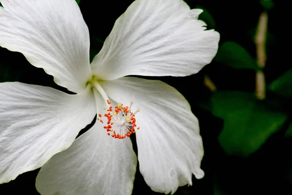 Flores Hibisco Blanco Con Estambres Naranja Brillante Bosque Tropical Tailandia —  Fotos de Stock