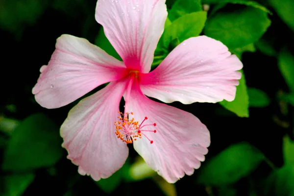 Flores Hibisco Rosado Con Estambres Naranja Brillante Bosque Tropical Tailandia —  Fotos de Stock