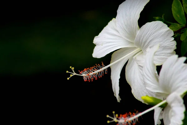 Estambres Flores Hibisco Naranja Fondo Negro —  Fotos de Stock