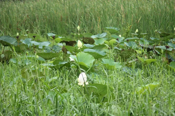 White Lotuses Swamp Many Reeds — Stock Photo, Image
