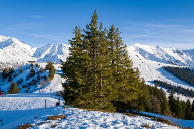 Avrupa, Fransa, Megeve 'deki yamaçların ortasındaki köknar ağacı, Auvergne Rhone Alpes, Haute Savoie, Megeve, yazın güneşli bir günde.