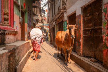 Varanasi, Inde - 03 18 2024: Güneşli bir günde, Asya, Hindistan, Uttar Pradesh, Varanasi 'de bir ara sokakta inek. .