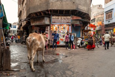 Mathura, Inde - 03: 13: 2024: Mathura, Hindistan, Uttar Pradesh, Mathura 'da bir ineğin yaşadığı ara sokak, güneşli bir günde. .