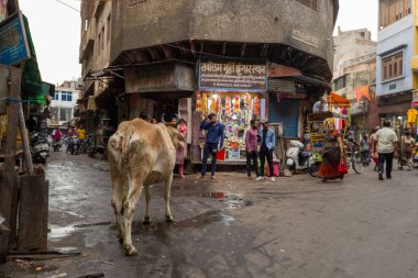 Mathura, Inde - 03: 13: 2024: Mathura, Hindistan, Uttar Pradesh, Mathura 'da bir ineğin yaşadığı ara sokak, güneşli bir günde. .