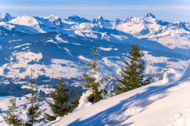 Karla kaplı küçük köknar ağaçları, güneşli bir yamaçta dururlar, karla kaplı dağların panoramik manzarası ve arka planda derin mavi bir gökyüzü vardır. Kış ışığı, beyaz kar ve koyu yemyeşil arasındaki zıtlığı arttırır..