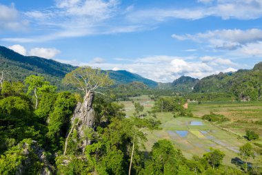 Uzun bir ağaç, taşan pirinç tarlalarına ve yeşil kırlara tepeden bakan dramatik bir kireçtaşı oluşumunun üzerinde büyür. Manzara yoğun tropikal ormanlar, uzak tepeler ve dağınık bulutlarla dolu açık mavi bir gökyüzü içerir..