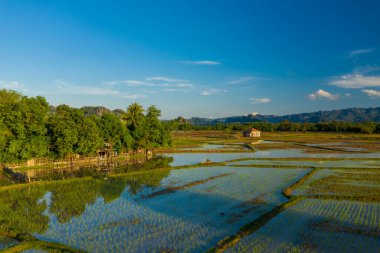 Genç pirinç filizleri, bereketli ağaçlar ve açık mavi gökyüzünün altındaki uzak tepelerle çevrili yansıtıcı su baskınlarından çıkar. Sıcak akşam güneşi, huzurlu kırsal manzarayı ve kırsal kesimin dokusunu vurguluyor..