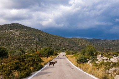 Kırsal bir asfalt yol kayalık tepeler ve vahşi bitki örtüsü boyunca esiyor, keçiler karamsar, fırtınalı bir gökyüzünün altından geçiyorlar. Manzara desenli yamaçlar, dağınık çalılar ve evcilleştirilmemiş doğa hissi içerir..