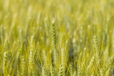 Olgunlaşmamış bir buğday başağı, yoğun yeşil kulaklarla dolu bir tarlanın ortasında duruyor. Sıcak güneş ışığıyla yıkanmış ve yumuşak, bulanık dokularla çevrili..