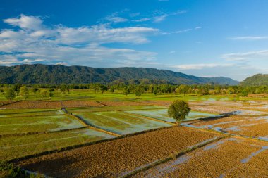 Geniş pirinç tarlaları sabah güneşinin altında suyla parıldıyor. Dağılmış ağaçlarla ve orman tepeleriyle çevrili. Kırsal alan desenli toprak, mavi gökyüzü ve sakin, doğal bir ortama sahiptir..