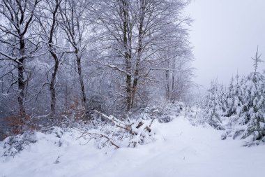 Yoğun kar örtüleri Morvan dağlarında sessiz bir orman, soluk, sisli bir gökyüzünün altında çıplak ağaçlar ve yemyeşil örtülerle kaplı. Dokunulmamış manzara, dingin ve soğuk bir durgunluk yayar..