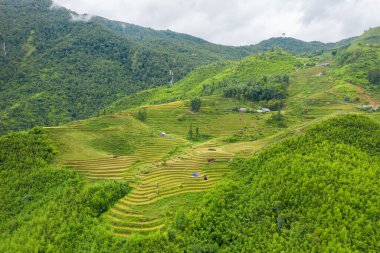 Vietnam yakınlarındaki Sapa yakınlarındaki yemyeşil bambu kaplı tepelerin arasına yerleştirilmiş teraslı pirinç tarlalarının geniş hava manzarası. Dağınık kırsal kulübeler ve sık orman bulutlu gökyüzünün altında canlı ve sakin bir manzara yaratır..