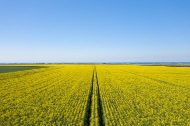 Canlı sarı kolza tohumu tarlası bulutsuz mavi gökyüzünün altındaki uzak kıyı şeridine doğru uzanır, düzgün traktör çizgileri kırsal Normandiya manzarasında simetri oluşturur..