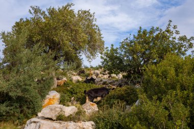 Birçok keçi, yoğun yeşil çalılar ve bulutlu bir gökyüzünün altında olgun ağaçlarla kaplı kayalık bir yamaçta yiyecek arar. Sahne engebeli dokular, doğal bitki örtüsü ve sakin bir kırsal atmosfer yakalıyor..
