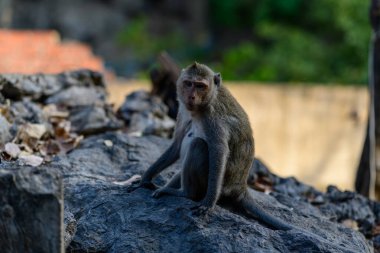Tek bir makak, Güneydoğu Asya 'da bir tapınak ortamında kuru yapraklar ve sert taşlarla çevrili dokulu bir kaya yüzeyinde sessizce oturmaktadır. Arka plan hafifçe bulanık, hayvanların doğal davranışlarını ve engebeli ortamlarını vurguluyor..