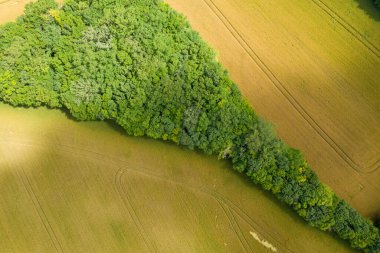 Yoğun yeşil bir ormanın havadan görünüşü, altın tarlaları keserken sivri bir şekil oluşturuyor. Ekinlerde ince traktör çizgileri görülüyor..