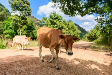 Kahverengi bir ineğin yakın çekimi, yemyeşil ağaçlar ve açık mavi gökyüzünün altındaki uzak ormanlık tepelerle çevrili toprak bir yol boyunca küçük bir sürüye önderlik eder. Kırsal kesim doğal dokuları, açık alanı ve kırsal kesimin sakin atmosferini yakalar.