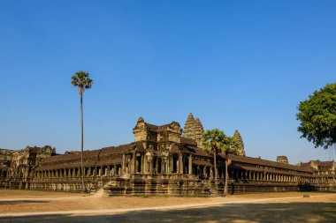 Angkor Vat 'ta geniş bir onur terası kuru çimenlerin ve açık mavi gökyüzünün altında yemyeşil ağaçlarla çevrili tek bir uzun palmiye ağacının yanında uzanır. Yıpranmış kumtaşı yapısı bu ikonik Khmer tapınağının simetrisini ve ihtişamını vurguluyor.